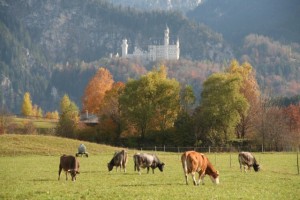 Schloss Neuschwanstein Schloss Neuschwanstein